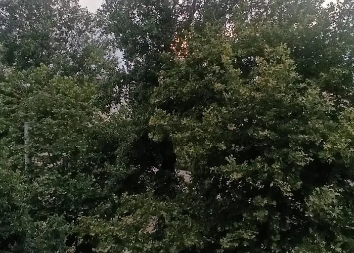 Apartment Elizabeth Dream House Edh